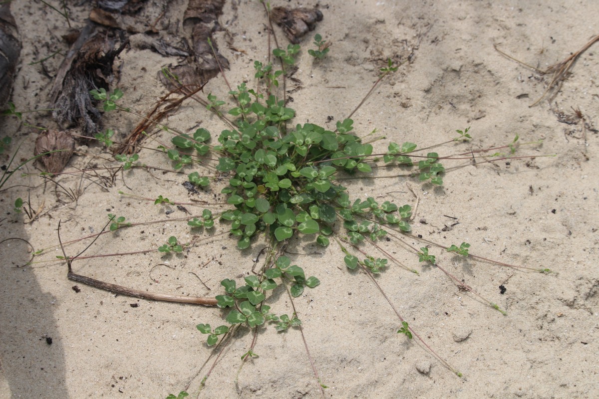 Vigna trilobata (L.) Verdc.